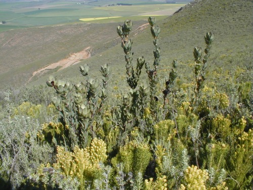 Leucadendron elimense nova? - Photo: Nigel Forshaw