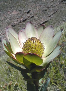 Leucadendron elimense nova - Photo: Nigel Forshaw