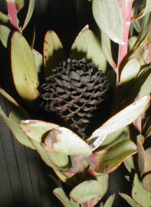 Leucadendron elimense nova? - Photo: Nigel Forshaw