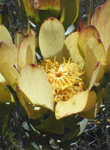 Leucadendron elimense nova - Photo: Nigel Forshaw