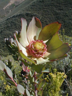 Leucadendron elimense nova? - Photo: Nigel Forshaw