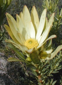 Leucadendron elimense vyeboomense - Photo: Nigel Forshaw