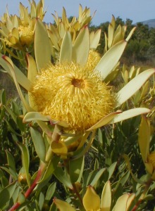 Leucadendron elimense vyeboomense - Photo: Nigel Forshaw