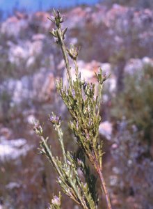 Erica-leaf Conebush - Photo: NBI Collection