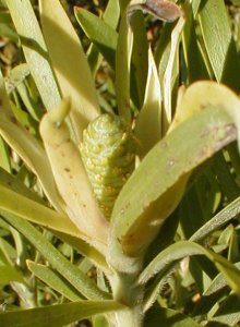 Gum-leaf Conebush - Photo: Nigel Forshaw