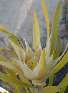 Gum-leaf Conebush - Photo: Nigel Forshaw