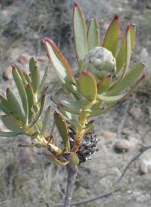 Worcester Conebush - Photo: Nigel Forshaw