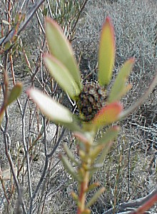 Worcester Conebush - Photo: Nigel Forshaw