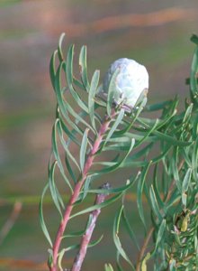 Scraggly Conebush - Photo: NBI Collection