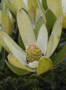 Broad-leaf Conebush - Photo: Nigel Forshaw