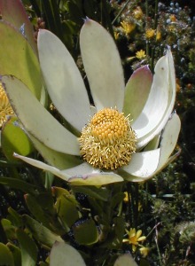 Broad-leaf Conebush - Photo: Nigel Forshaw