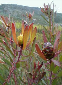 Oily Conebush - Photo: Nigel Forshaw