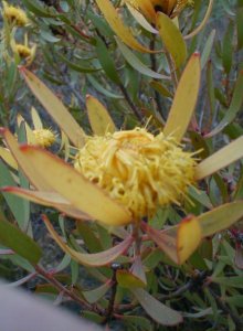 Oily Conebush - Photo: Nigel Forshaw