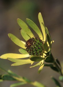 Oily Conebush - Photo: NBI Collection