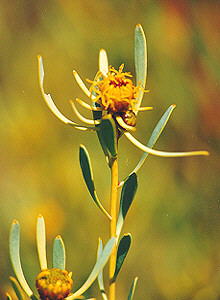 Oily Conebush - Photo: Nigel Forshaw