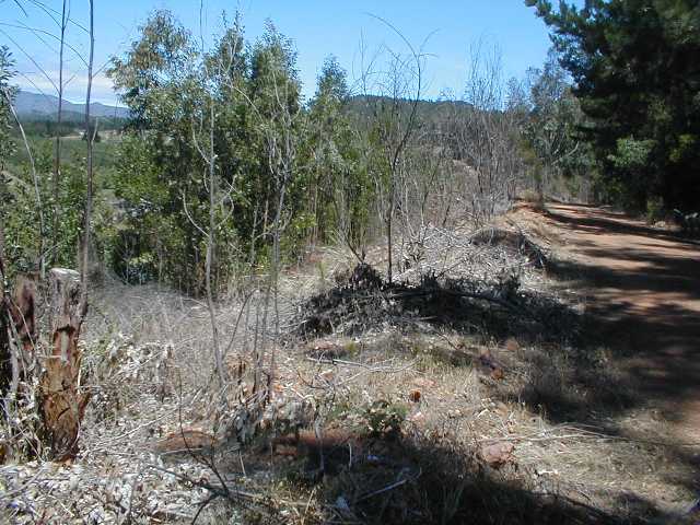 Leucadendron globosum site - Photo: Nigel Forshaw