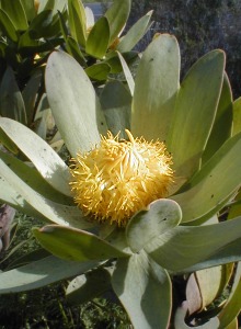 Grabouw Conebush - Photo: Nigel Forshaw