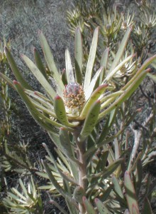 Wolseley Clay Conebush - Photo: Nigel Forshaw