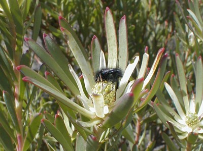 Monkey Beetle - Photo: Nigel Forshaw