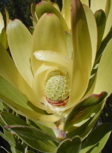 Golden Sunshinebush - Photo: Nigel Forshaw
