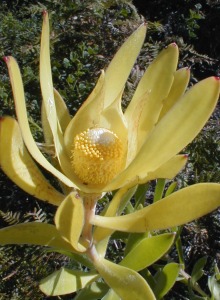 Golden Sunshinebush - Photo: Nigel Forshaw