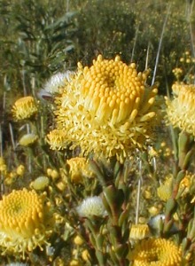 Cape Flats Conebush - Photo: Nigel Forshaw