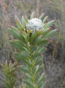 Line-leaf Conebush - Photo: Nigel Forshaw