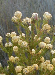 Line-leaf Conebush - Photo: Nigel Forshaw
