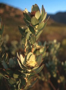 Green-Flower Sunbush - Photo: NBI Collection