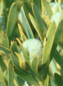 Limestone Conebush - Photo: Richard Cowling