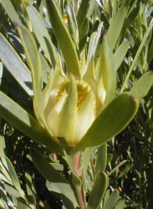 Limestone Conebush - Photo: Nigel Forshaw
