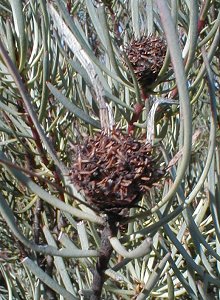 Van Rhynsdorp Conebush - Photo: Nigel Forshaw