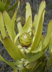 Oilbract Conebush - Photo: Nigel Forshaw
