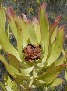 Oilbract Conebush - Photo: Nigel Forshaw