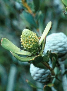 Silver-ball Conebush - Photo: Tony Rebelo