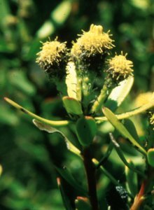 Silver-ball Conebush - Photo: Tony Rebelo
