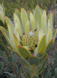 Silver-ruff Conebush - Photo: Nigel Forshaw