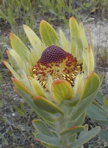 Silver-ruff Conebush - Photo: Nigel Forshaw