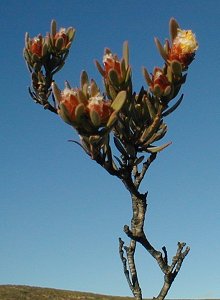 Bokkeveld Conebush - Photo: Nigel Forshaw