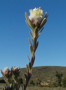 Bokkeveld Conebush - Photo: Nigel Forshaw