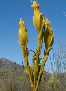 Yellow Conebush - Photo: Nigel Forshaw