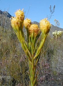 Yellow Conebush - Photo: Nigel Forshaw