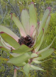 Van Staden's Conebush - Photo: Nigel Forshaw