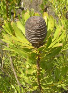 Plate-seed Conebush - Photo: Nigel Forshaw
