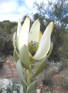 Ivory Conebush - Photo: Nigel Forshaw