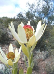 Ivory Conebush - Photo: Nigel Forshaw