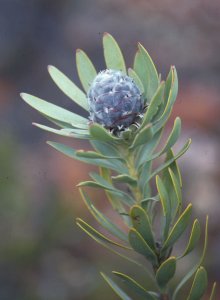 Grey Conebush - Photo: NBI Collection