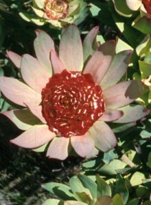 Purple-leaf Conebush - Photo: NBI Collection