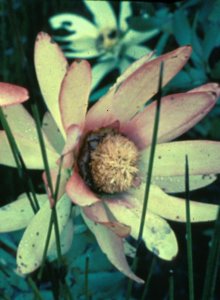 Purple-leaf Conebush - Photo: Bert Bongers