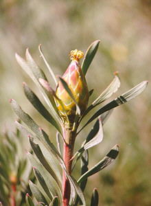 Spinningtop Conebush - Photo: Nigel Forshaw